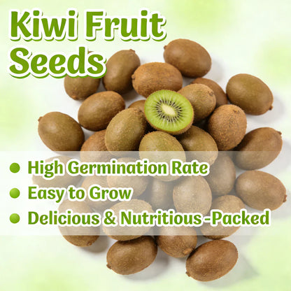 Kiwi Fruit Seeds🥝 | 🔥Buy 1 Get 1 Free🔥