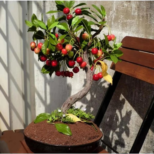 🌳Cherry Tree Seeds – Delicious, Fresh Cherries Await! | 🔥Buy 1 Get 1 Free🔥