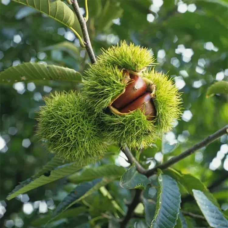 🌰 Dwarf Chestnut Seeds – Sweet and Fragrant Nuts | 🔥Buy 1 Get 1 Free🔥