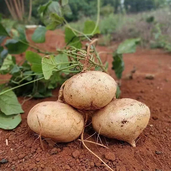 MUMA MOUNTAIN SWEET POTATO SEEDS | 🔥Buy 1 Get 1 Free🔥