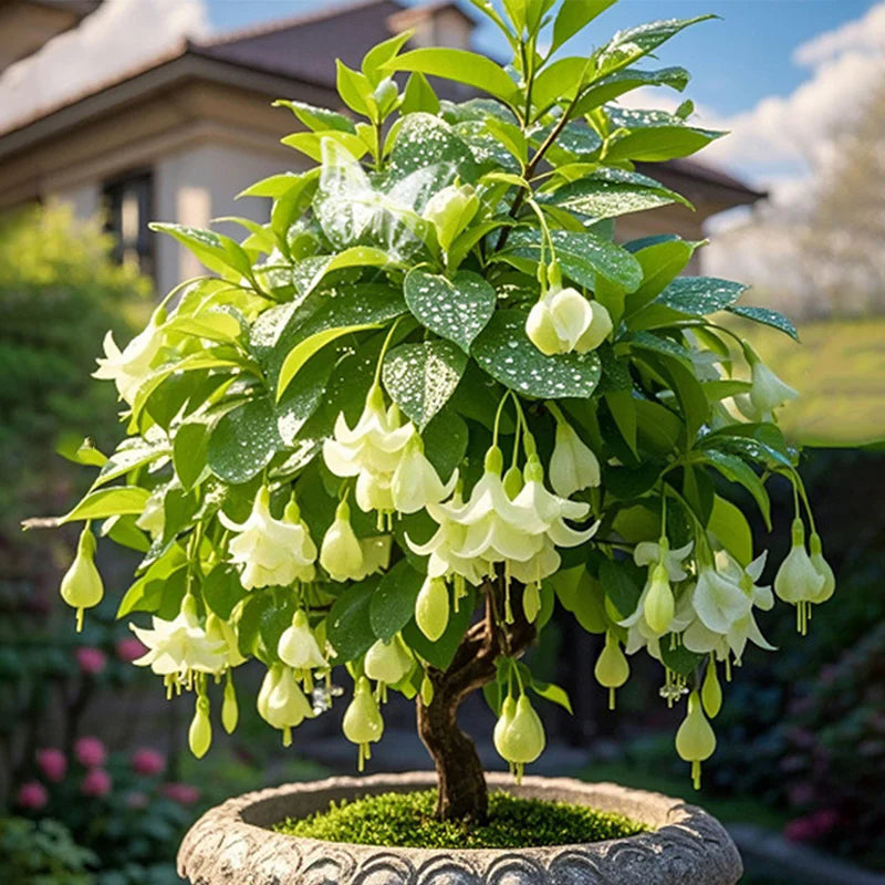 🌸 Double Fuchsia – Beautiful Shade-Loving Flowering Plants | 🔥Buy 1 Get 1 Free🔥