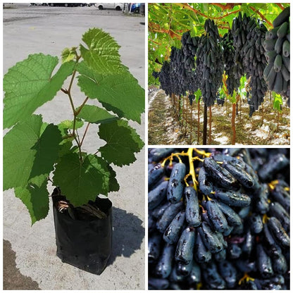 🍇 Fresh Sapphire Grapes | 🔥Buy 1 Get 1 Free🔥