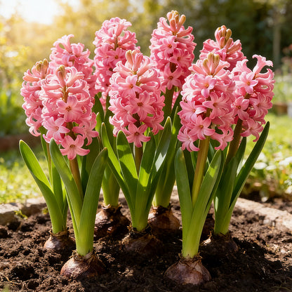 💐Bi-Color Mutation Hyacinth Bulbs | 🔥Buy 1 Get 1 Free🔥