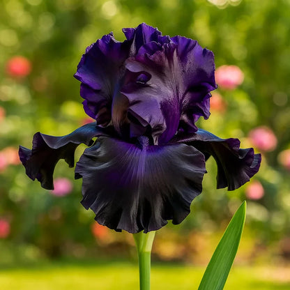 ⚜️Rare Tall Bearded Iris | 🔥Buy 1 Get 1 Free🔥