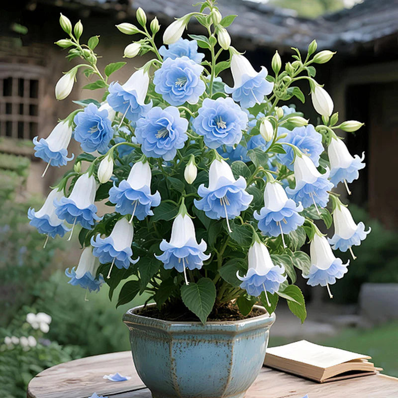 🌸 Double Fuchsia – Beautiful Shade-Loving Flowering Plants | 🔥Buy 1 Get 1 Free🔥