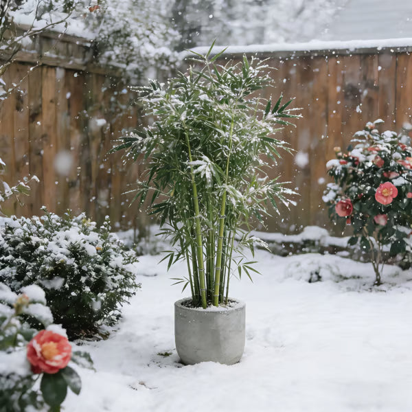 🏆Evergreen Lucky Bamboo Seed | 🔥Buy 1 Get 1 Free🔥