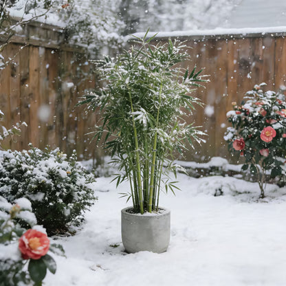 🏆Evergreen Lucky Bamboo Seed | 🔥Buy 1 Get 1 Free🔥