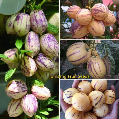 🍈Pepino Seeds Ginseng Fruit Seeds