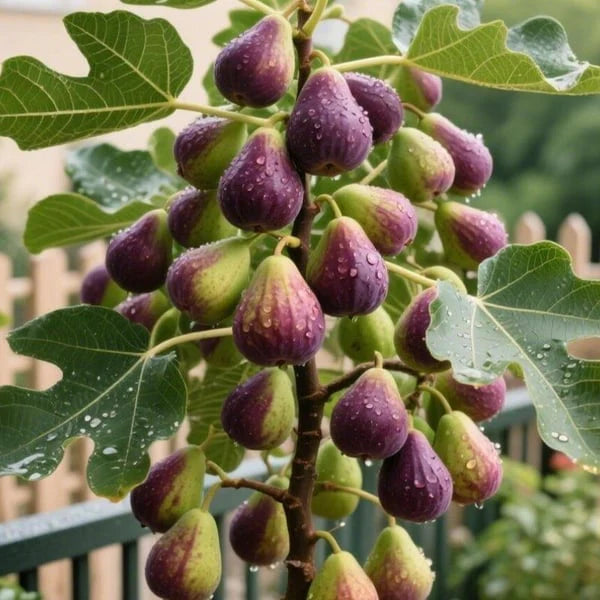 🔥Last Day 49% OFF - 🌿Brown Turkey Fig Seeds | 🔥Buy 1 Get 1 Free🔥