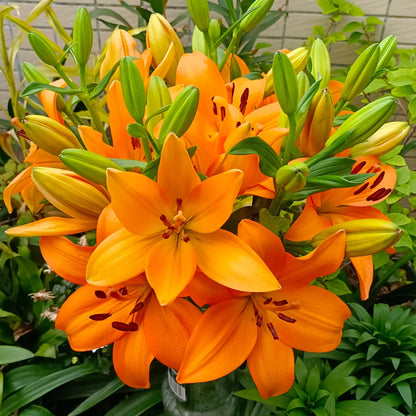 ⚜️Perennial Perfume lily bulbs – hardy, easy to maintain, and long-lasting blooms