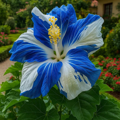 🌸Double Hibiscus Seeds - Easy to Grow | 🔥Buy 1 Get 1 Free🔥