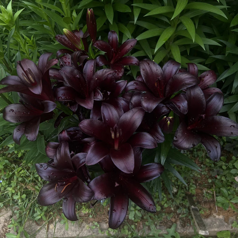 ⚜️Perennial Perfume lily bulbs – hardy, easy to maintain, and long-lasting blooms