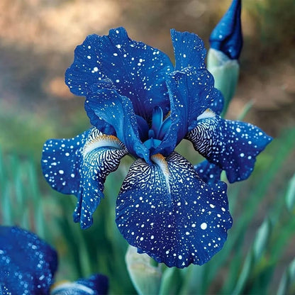 ⚜️Rare Tall Bearded Iris | 🔥Buy 1 Get 1 Free🔥