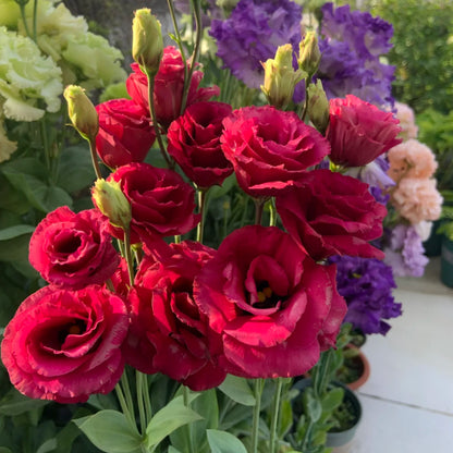 🌺Lisianthus - Sincere Love