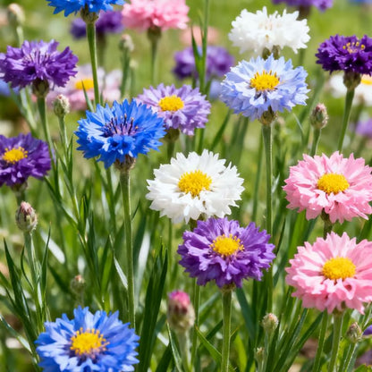 🌱Premium Cornflower Seeds | 🔥Buy 1 Get 1 Free🔥