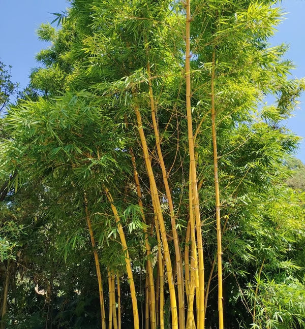 🏆Evergreen Lucky Bamboo Seed | 🔥Buy 1 Get 1 Free🔥