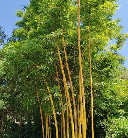 🏆Evergreen Lucky Bamboo Seed | 🔥Buy 1 Get 1 Free🔥