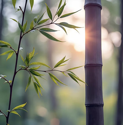 🏆Evergreen Lucky Bamboo Seed | 🔥Buy 1 Get 1 Free🔥