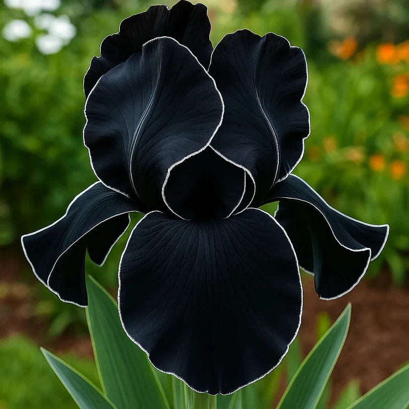 ⚜️Rare Tall Bearded Iris | 🔥Buy 1 Get 1 Free🔥