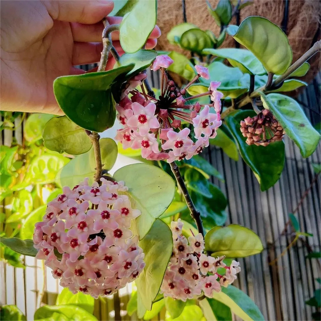 ✨Hoya Bulbs- Stars falling from the sky✨ | 🔥Buy 1 Get 1 Free🔥