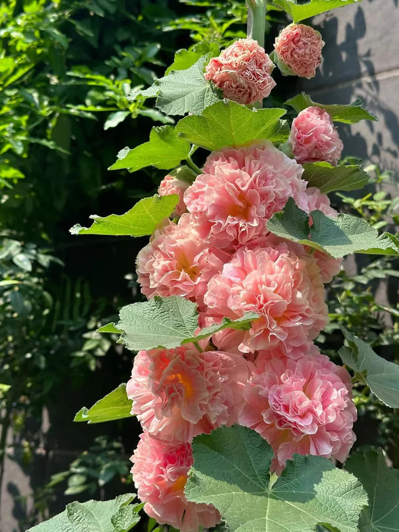 Double Hollyhock Seeds | 🔥Buy 1 Get 1 Free🔥