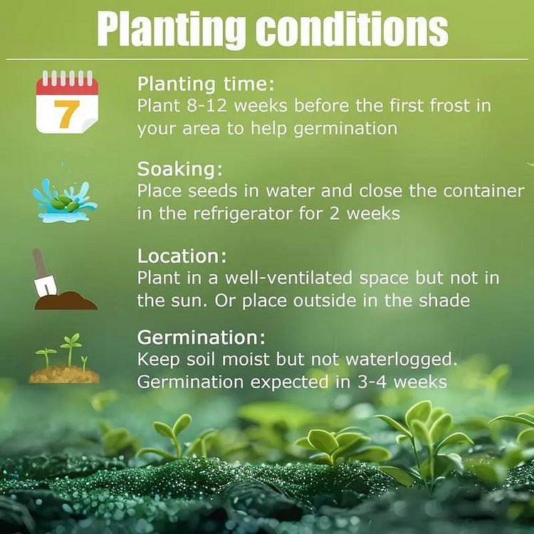 Rainbow Haze Plant Seeds | 🔥Buy 1 Get 1 Free🔥