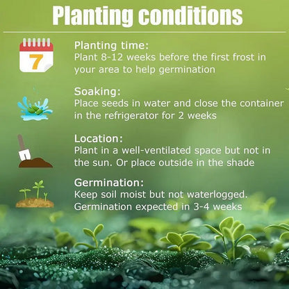 Rainbow Haze Plant Seeds | 🔥Buy 1 Get 1 Free🔥