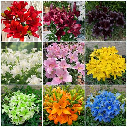 ⚜️Perennial Perfume lily bulbs – hardy, easy to maintain, and long-lasting blooms