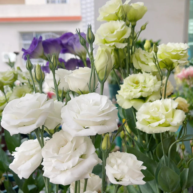 🌺Lisianthus - Sincere Love