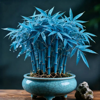 🌿 DreamBamboo — Multi-Color Lucky Bamboo Seeds | 🔥Buy 1 Get 1 Free🔥