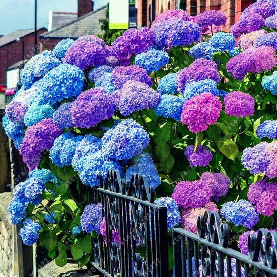 🌈Mix Hydrangea Seeds - Beautiful and Hardy Perennial Seeds for Your Garden | 🔥Buy 1 Get 1 Free🔥