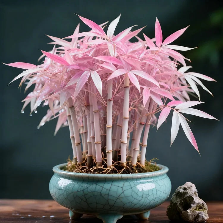 🌿 DreamBamboo — Multi-Color Lucky Bamboo Seeds | 🔥Buy 1 Get 1 Free🔥