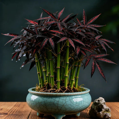 🌿 DreamBamboo — Multi-Color Lucky Bamboo Seeds | 🔥Buy 1 Get 1 Free🔥