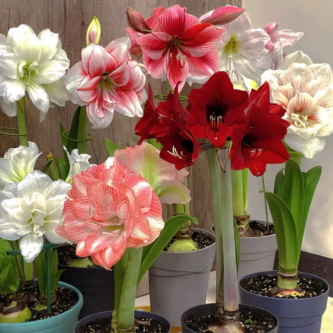 🌺Double-Petaled Perfume Amaryllis Bulbs | 🔥Buy 1 Get 1 Free🔥