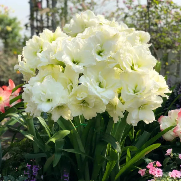 🌺Double-Petaled Perfume Amaryllis Bulbs | 🔥Buy 1 Get 1 Free🔥