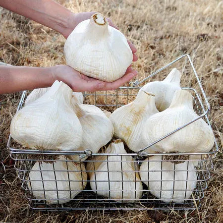 🧄Single Clove Garlic: Bold Flavor, Healthy Choice! | 🔥Buy 1 Get 1 Free🔥