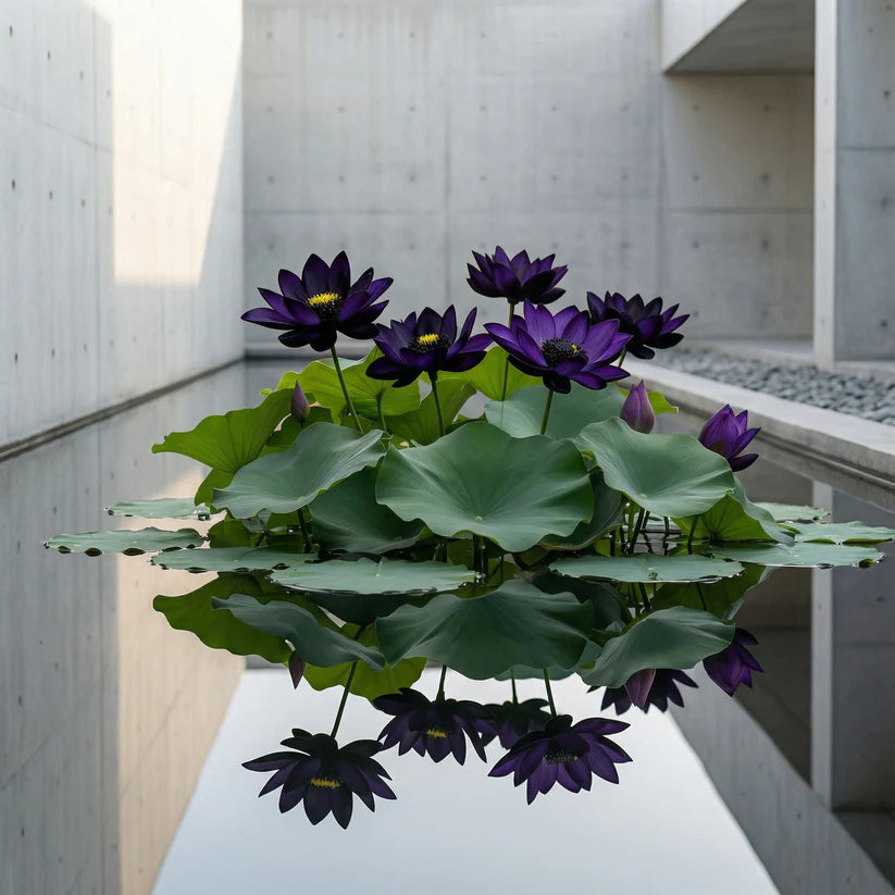 💮Midnight Purple Lotus Seeds | 🔥Buy 1 Get 1 Free🔥