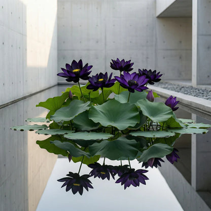 💮Midnight Purple Lotus Seeds | 🔥Buy 1 Get 1 Free🔥