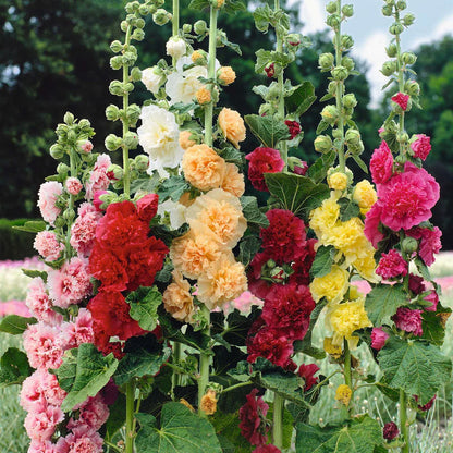 Double Hollyhock Seeds | 🔥Buy 1 Get 1 Free🔥