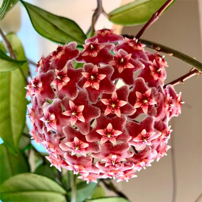 ✨Hoya Bulbs- Stars falling from the sky✨ | 🔥Buy 1 Get 1 Free🔥