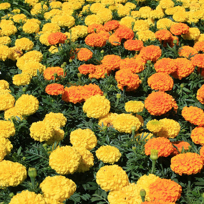 🌷Calendula - Easily Mixed Colorsfor All Seasons | 🔥Buy 1 Get 1 Free🔥