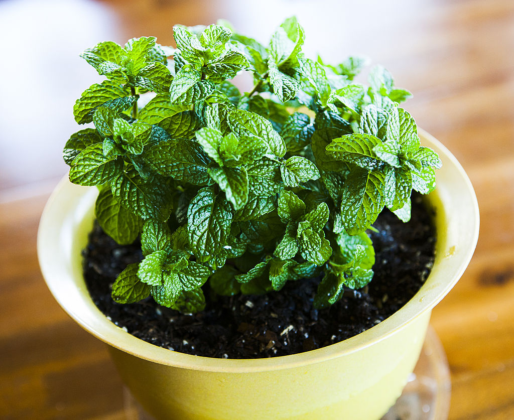 🌿 Mint Seeds – Fresh, Healthy & Easy to Grow | 🔥Buy 1 Get 1 Free🔥
