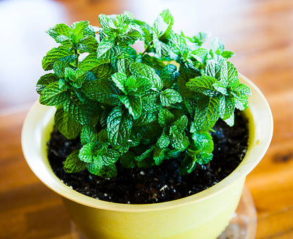 🌿 Mint Seeds – Fresh, Healthy & Easy to Grow | 🔥Buy 1 Get 1 Free🔥