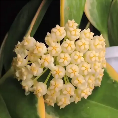 ✨Hoya Bulbs- Stars falling from the sky✨ | 🔥Buy 1 Get 1 Free🔥