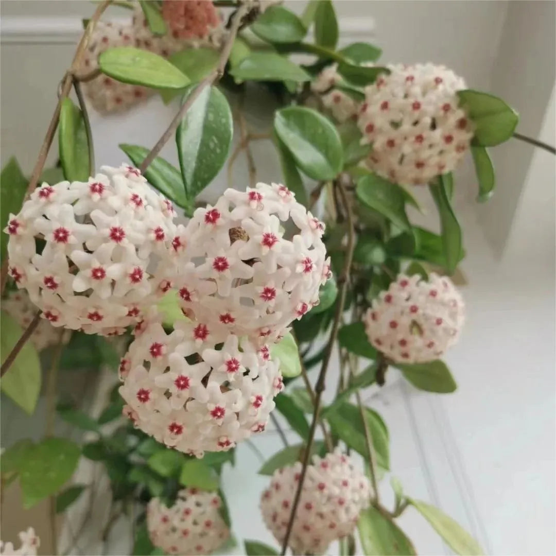 ✨Hoya Bulbs- Stars falling from the sky✨ | 🔥Buy 1 Get 1 Free🔥