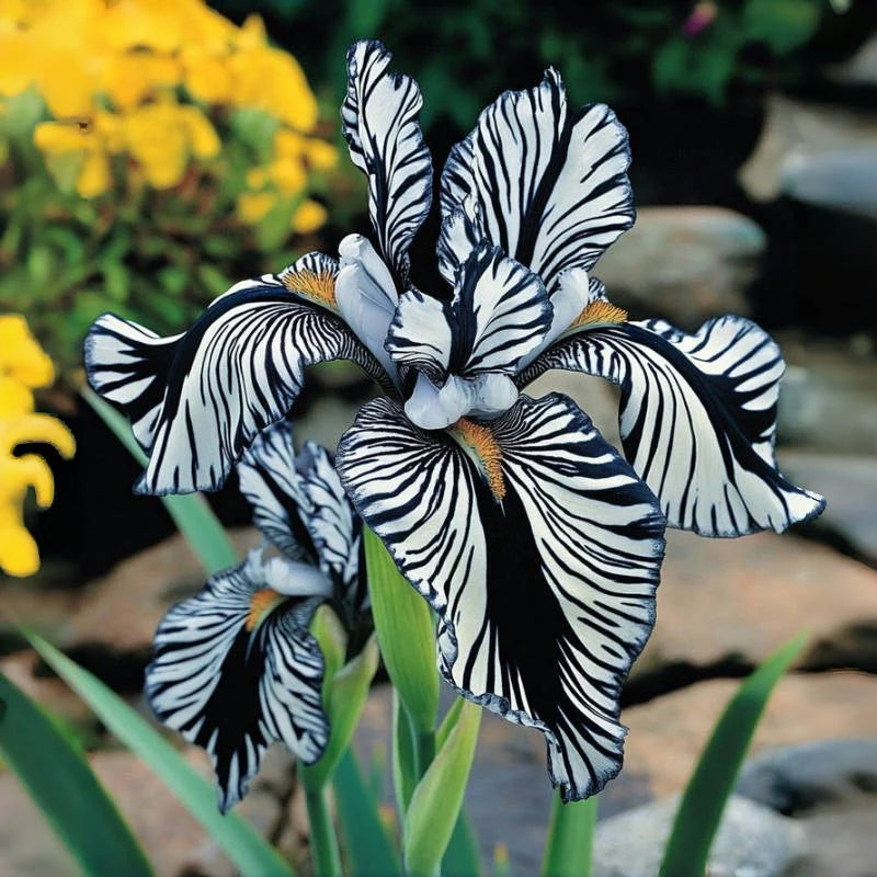 ⚜️Rare Tall Bearded Iris | 🔥Buy 1 Get 1 Free🔥