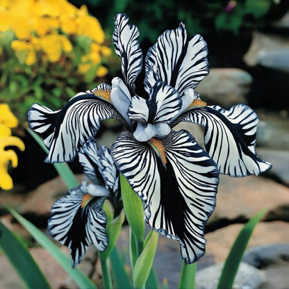 ⚜️Rare Tall Bearded Iris | 🔥Buy 1 Get 1 Free🔥