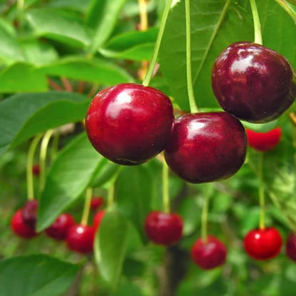 🌳Cherry Tree Seeds – Delicious, Fresh Cherries Await! | 🔥Buy 1 Get 1 Free🔥