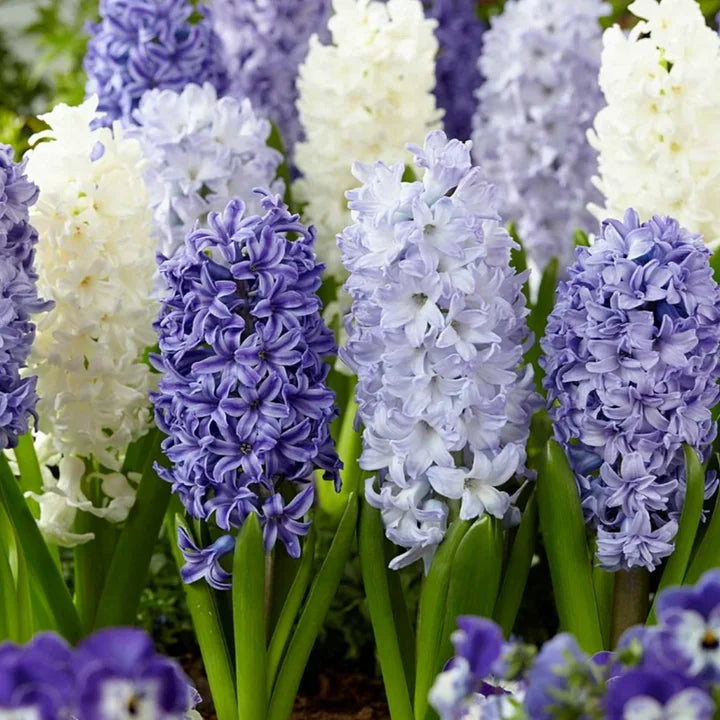 💐Bi-Color Mutation Hyacinth Bulbs | 🔥Buy 1 Get 1 Free🔥