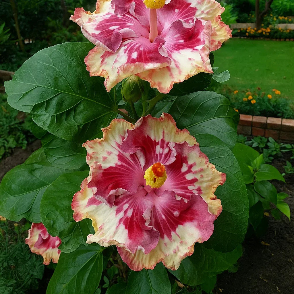 🌸Double Hibiscus Seeds - Easy to Grow | 🔥Buy 1 Get 1 Free🔥